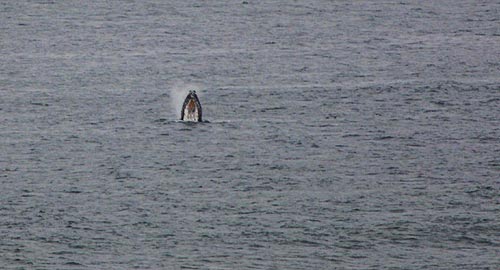 Photo by Tiffany Boothe, Seaside Aquarium: the blob may have helped chase the food source for Humpback whales close to Cannon Beach this year, resulting in numberous close-in sightings