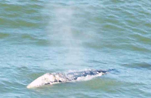 Photo: Gray whale at Seaside, courtesy Seaside Aquarium