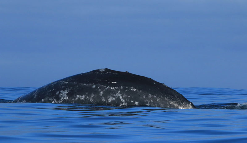New Guide Lets You Get To Know Individual Oregon Coast Whales 