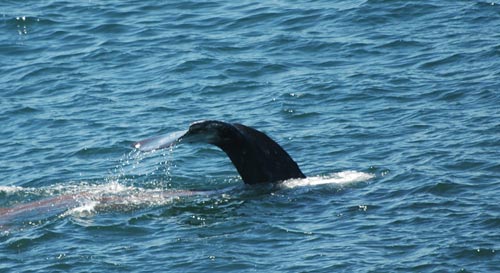 Whale Watching Week Features over 20,000 Whales Off Oregon Coast