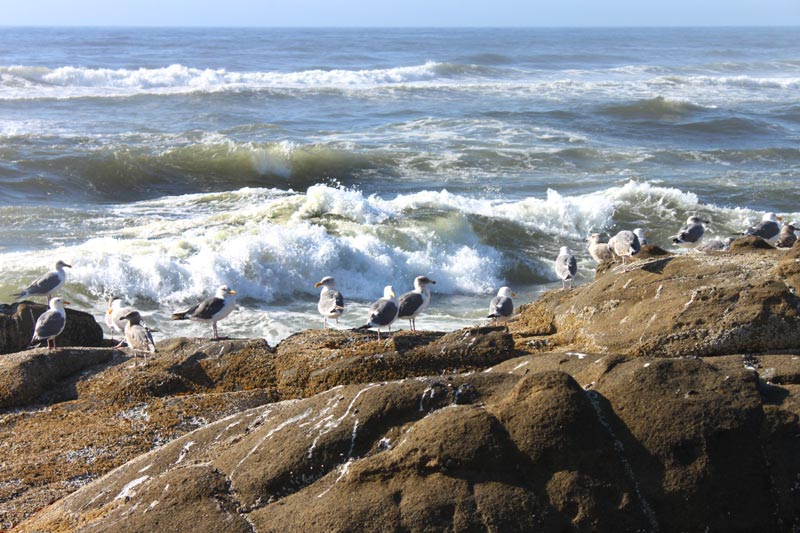 Birds at the end of the 804 Trail