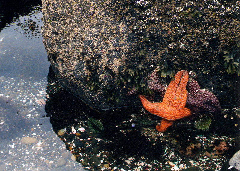 Tidepool Guides Return to Central Oregon Coast for Summer, Yachats Area