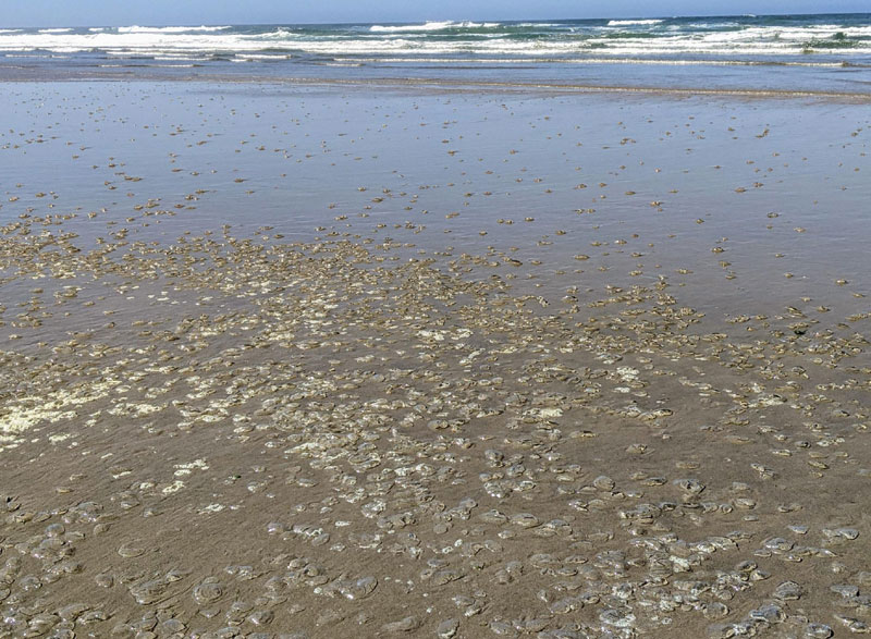 Right Under Your Feet: Glowing Jellyfish Wash Up on Oregon Coast 