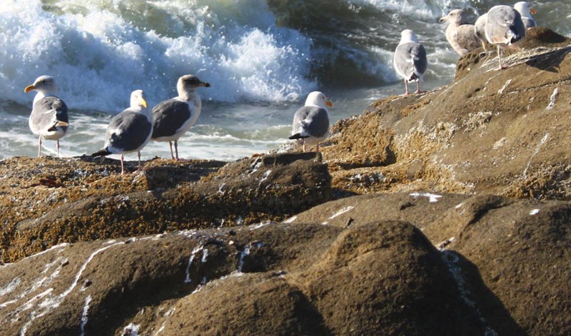 Watchdog Group Says Keep Lookout for Birds with Avian Flu on Oregon Coast