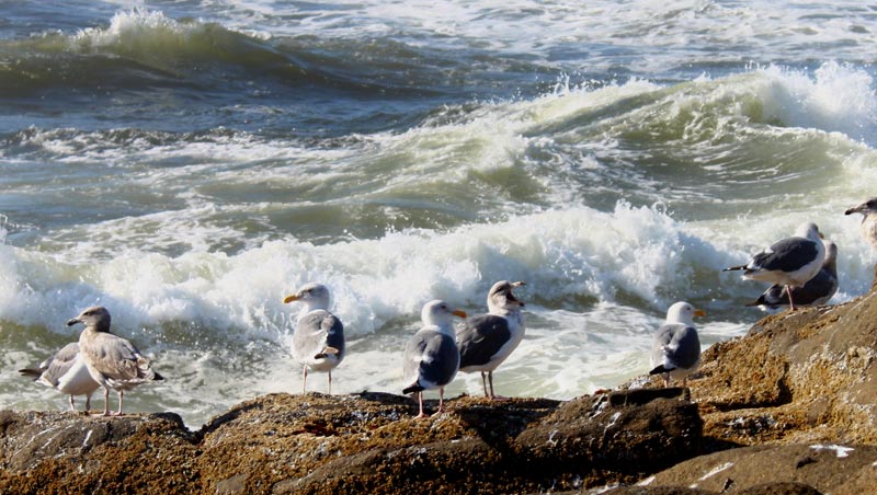 Seagulls Don't Exist on Oregon / Washington Coast - Just Gulls (About Western Gull)