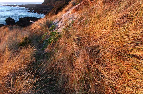 More Views Between Florence, Yachats