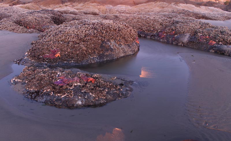 'Tidepool Exploriences' in Lincoln City Give Close Looks at Oregon Coast Lifeforms 