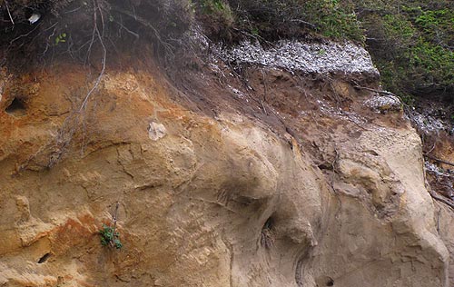 Oregon coast shell midden